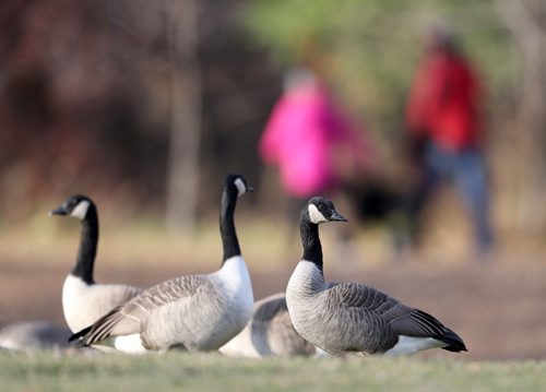 TREVOR HAGAN / WINNIPEG FREE PRESS
Canada geese in Assiniboine Park, Thursday, November 1, 2018.