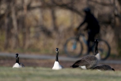 TREVOR HAGAN / WINNIPEG FREE PRESS
Canada Geese in Assiniboine Park, Thursday, November 1, 2018.