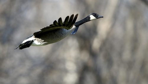 TREVOR HAGAN / WINNIPEG FREE PRESS
Canada Geese in Assiniboine Park, Thursday, November 1, 2018.