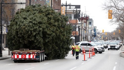 JOHN WOODS / WINNIPEG FREE PRESS
Winnipeg's Christmas tree for 2018 makes it's way to City Hall Sunday, November 4, 2018.