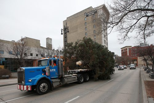 JOHN WOODS / WINNIPEG FREE PRESS
Winnipeg's Christmas tree for 2018 makes it's way up Main Street to City Hall Sunday, November 4, 2018.