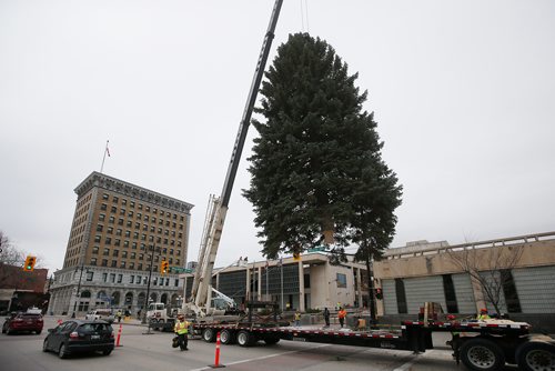 JOHN WOODS / WINNIPEG FREE PRESS
Winnipeg's Christmas tree for 2018 is installed at City Hall Sunday, November 4, 2018.