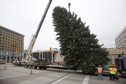 JOHN WOODS / WINNIPEG FREE PRESS
Winnipeg's Christmas tree for 2018 is raised before being installed at City Hall Sunday, November 4, 2018.