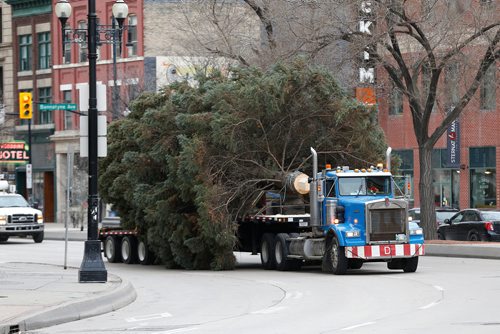 JOHN WOODS / WINNIPEG FREE PRESS
Winnipeg's Christmas tree for 2018 makes it's way up Main Street to City Hall Sunday, November 4, 2018.