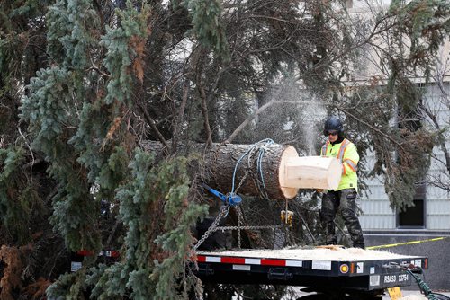 JOHN WOODS / WINNIPEG FREE PRESS
City of Winnipeg arborist Ruth Maendel trims the base Winnipeg's Christmas tree for 2018 before it is installed at City Hall Sunday, November 4, 2018.