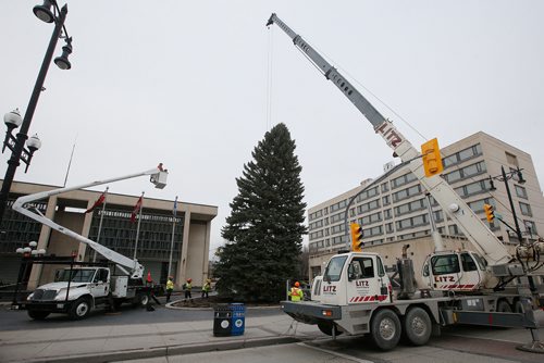 JOHN WOODS / WINNIPEG FREE PRESS
Winnipeg's Christmas tree for 2018 is installed at City Hall Sunday, November 4, 2018.