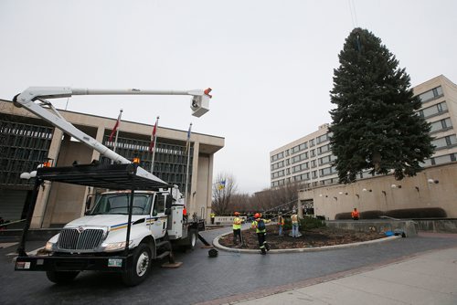 JOHN WOODS / WINNIPEG FREE PRESS
Winnipeg's Christmas tree for 2018 is installed at City Hall Sunday, November 4, 2018.