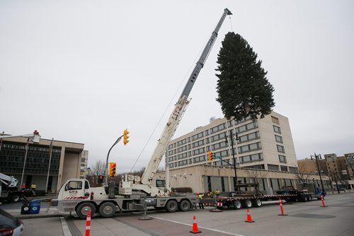 JOHN WOODS / WINNIPEG FREE PRESS
Winnipeg's Christmas tree for 2018 is installed at City Hall Sunday, November 4, 2018.