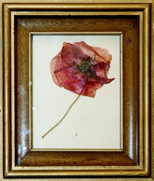 MIKE DEAL / WINNIPEG FREE PRESS
A dried 1918 poppy from Flanders on loan to the Manitoba Museum from the Royal Winnipeg Rifles Museum and Archives. 
181109 - Friday, November 09, 2018.