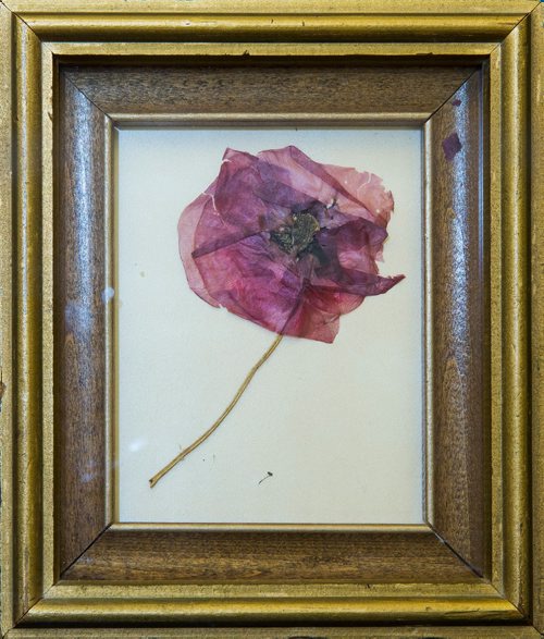 MIKE DEAL / WINNIPEG FREE PRESS
A dried 1918 poppy from Flanders on loan to the Manitoba Museum from the Royal Winnipeg Rifles Museum and Archives. 
181109 - Friday, November 09, 2018.