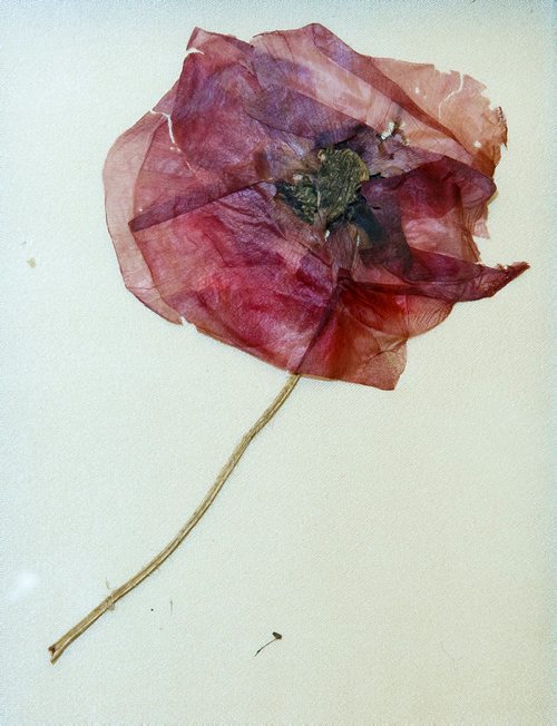 MIKE DEAL / WINNIPEG FREE PRESS
A dried 1918 poppy from Flanders on loan to the Manitoba Museum from the Royal Winnipeg Rifles Museum and Archives. 
181109 - Friday, November 09, 2018.