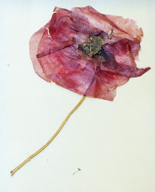 MIKE DEAL / WINNIPEG FREE PRESS
A dried 1918 poppy from Flanders on loan to the Manitoba Museum from the Royal Winnipeg Rifles Museum and Archives. 
181109 - Friday, November 09, 2018.