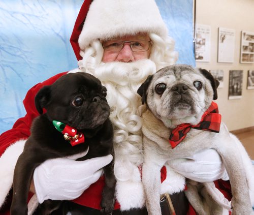 JOHN WOODS / WINNIPEG FREE PRESS
Luna and Bozley had their photos with Santa Claus, played by Doug Speirs, at Pet Pics with Santa Paws fundraiser in support of the humane society at the Winnipeg Free Press Sunday, November 18, 2018.