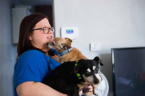 MIKAELA MACKENZIE / WINNIPEG FREE PRESS
Foster mom Erin Skobel with Charlie (a 12-year-old male chihuahua) and Abbey (a 13-year-old miniature pinscher), who need to be adopted out together, in her home in Winnipeg on Tuesday, Nov. 20, 2018.
Winnipeg Free Press 2018.