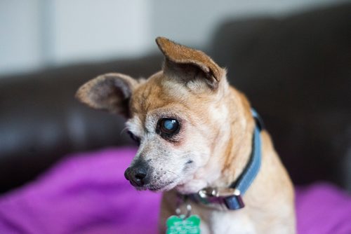 MIKAELA MACKENZIE / WINNIPEG FREE PRESS
Charlie (a 12-year-old male chihuahua) in Winnipeg on Tuesday, Nov. 20, 2018.
Winnipeg Free Press 2018.