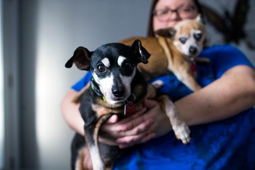 MIKAELA MACKENZIE / WINNIPEG FREE PRESS
Foster mom Erin Skobel with Abbey (a 13-year-old miniature pinscher), left, and Charlie (a 12-year-old male chihuahua), who need to be adopted out together, in her home in Winnipeg on Tuesday, Nov. 20, 2018.
Winnipeg Free Press 2018.