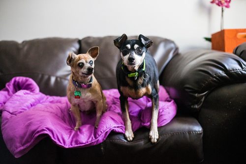 MIKAELA MACKENZIE / WINNIPEG FREE PRESS
Charlie (a 12-year-old male chihuahua), left, and Abbey (a 13-year-old miniature pinscher), who need to be adopted out together, in Winnipeg on Tuesday, Nov. 20, 2018.
Winnipeg Free Press 2018.