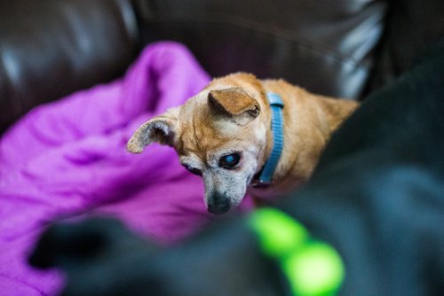 MIKAELA MACKENZIE / WINNIPEG FREE PRESS
Charlie (a 12-year-old male chihuahua) in Winnipeg on Tuesday, Nov. 20, 2018.
Winnipeg Free Press 2018.