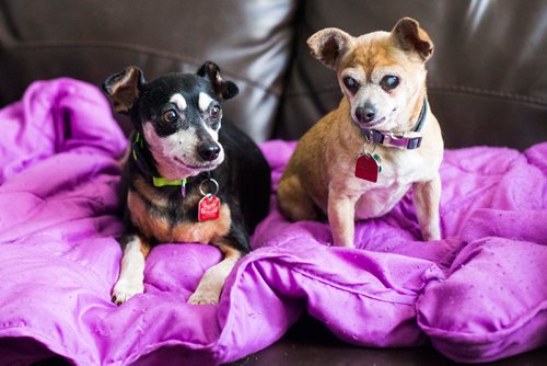 MIKAELA MACKENZIE / WINNIPEG FREE PRESS
Abbey (a 13-year-old miniature pinscher), left, and Charlie (a 12-year-old male chihuahua), who need to be adopted out together, in Winnipeg on Tuesday, Nov. 20, 2018.
Winnipeg Free Press 2018.