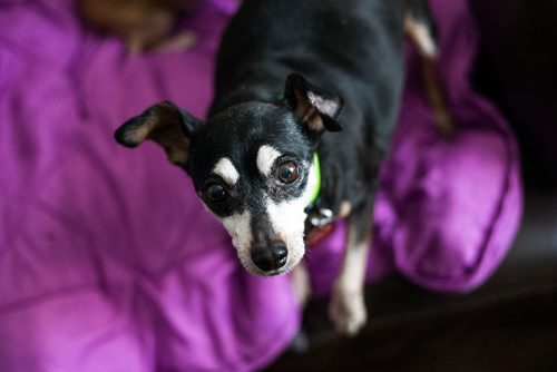 MIKAELA MACKENZIE / WINNIPEG FREE PRESS
Abbey (a 13-year-old miniature pinscher) in Winnipeg on Tuesday, Nov. 20, 2018.
Winnipeg Free Press 2018.