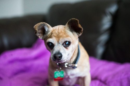 MIKAELA MACKENZIE / WINNIPEG FREE PRESS
Charlie (a 12-year-old male chihuahua) in Winnipeg on Tuesday, Nov. 20, 2018.
Winnipeg Free Press 2018.