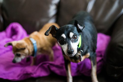 MIKAELA MACKENZIE / WINNIPEG FREE PRESS
Charlie (a 12-year-old male chihuahua), left, and Abbey (a 13-year-old miniature pinscher), who need to be adopted out together, in Winnipeg on Tuesday, Nov. 20, 2018.
Winnipeg Free Press 2018.