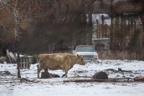 MIKAELA MACKENZIE / WINNIPEG FREE PRESS
A cow walks through the property at a south St. Vital farm in Winnipeg on Wednesday, Nov. 21, 2018.
Winnipeg Free Press 2018.