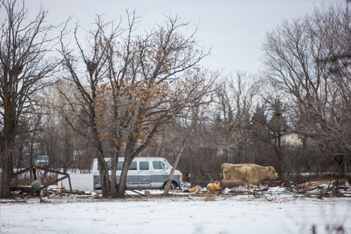 MIKAELA MACKENZIE / WINNIPEG FREE PRESS
A cow walks through the property at a south St. Vital farm in Winnipeg on Wednesday, Nov. 21, 2018.
Winnipeg Free Press 2018.