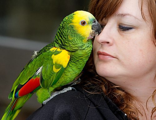 BORIS MINKEVICH / WINNIPEG FREE PRESS 090322 Joanne Irving Gascoigne (R) and her parrot named Jasper pose for a photo.