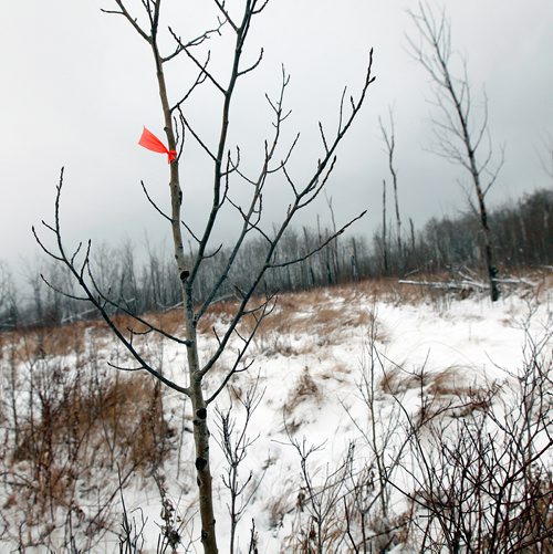 PHIL HOSSACK / WINNIPEG FREE PRESS - Flagging tape marks the trail entrance into half section of Crown Land bush where Thelma Krull's remains were found.  - November 29, 2018