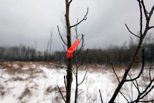 PHIL HOSSACK / WINNIPEG FREE PRESS - Flagging tape marks the trail entrance into half section of Crown Land bush where Thelma Krull's remains were found.  - November 29, 2018