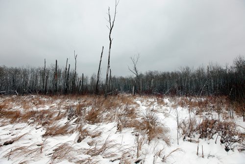 PHIL HOSSACK / WINNIPEG FREE PRESS - Inhospitable and difficult to traverse bush and swamp portrays the half section of Crown Land where Thelma Krull's remains were found.  - November 29, 2018