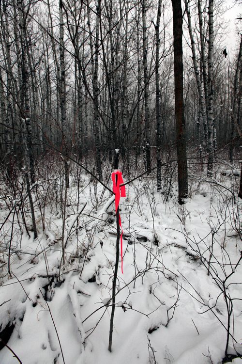 PHIL HOSSACK / WINNIPEG FREE PRESS - Flagging tape marks the trail entrance into half section of Crown Land bush where Thelma Krull's remains were found.  - November 29, 2018