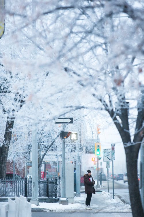 MIKAELA MACKENZIE / WINNIPEG FREE PRESS
Hoarfrost covers the trees on Notre Dame Avenue in downtown Winnipeg on Wednesday, Dec. 12, 2018. 
Winnipeg Free Press 2018.