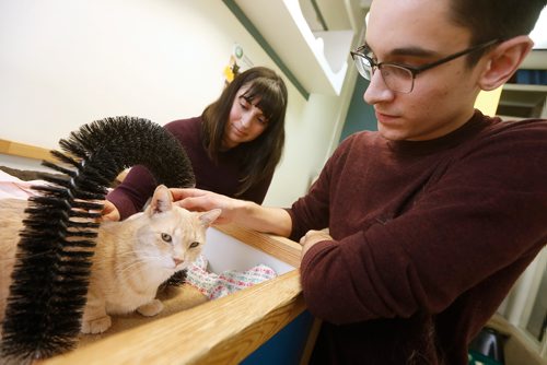 JOHN WOODS / WINNIPEG FREE PRESS
D'Arcy's Animal Rescue Centre (ARC) volunteer siblings Kate and Aidan Hiscott care for some cats at D'Arcy's Tuesday, December 18, 2018.