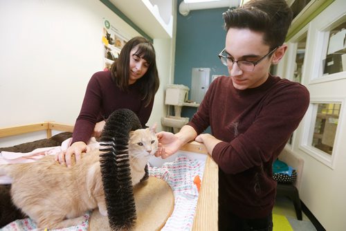 JOHN WOODS / WINNIPEG FREE PRESS
D'Arcy's Animal Rescue Centre (ARC) volunteer siblings Kate and Aidan Hiscott care for some cats at D'Arcy's Tuesday, December 18, 2018.