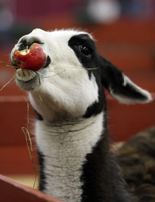 Brandon Sun 03042009 Baxter, a llama, munches on a bright red apple in the Thru the Farm Gate petting zoo section of the Royal Manitoba Winter Fair at the Keystone Centre in Brandon on Friday. (Tim Smith/Brandon Sun)