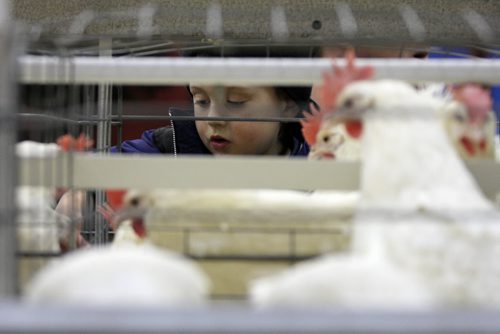 Brandon Sun 03042009 Three-year-old Nolan Leslie of Holland, Man. checks out the laying hens in the Thru the Farm Gate petting zoo section of the Royal Manitoba Winter Fair at the Keystone Centre in Brandon on Friday. (Tim Smith/Brandon Sun)