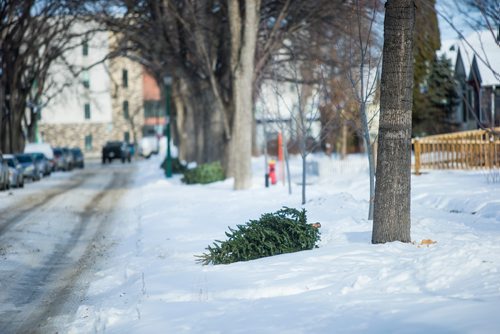 MIKAELA MACKENZIE / WINNIPEG FREE PRESS
Christmas trees lay on the curb for pickup in Wolseley in Winnipeg on Thursday, Jan. 3, 2019. 
Winnipeg Free Press 2018.