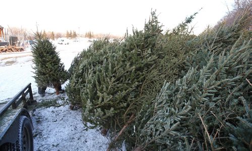 MIKE DEAL / WINNIPEG FREE PRESS
Bruce Cnudde tosses a Christmas tree onto the pile that his crew has been gathering from various drop off points in the city so that they can be reused during the Festival du Voyageur. 
190104 - Friday, January 4, 2019