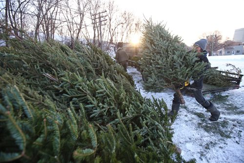 MIKE DEAL / WINNIPEG FREE PRESS
Dale Schell tosses a Christmas tree onto the pile that his crew has been gathering from various drop off points in the city so that they can be reused during the Festival du Voyageur. 
190104 - Friday, January 4, 2019