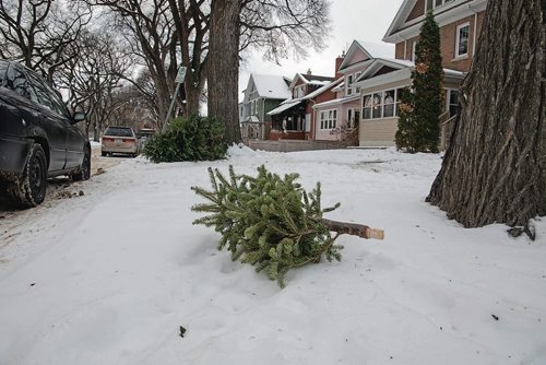 Canstar Community News Jan. 5 - Members of Minto Armoury's 38 Service Battalion picked up old Christmas trees in Wolselely and Minto on Jan. 5 as part of an annual service to the community. (EVA WASNEY/CANSTAR COMMUNITY NEWS/METRO)