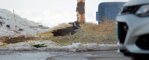 PHIL HOSSACK / WINNIPEG FREE PRESS - Room with amenities, SnowBirding isn't everything it's cracked up to be what with a steady supply of corn and other feed including fresh greens, an intermittent steam bath curtesy of a car wash, this goose decided to stay put this winter at a Shell Station on South Pembina Hwy. See story. January 14, 2019