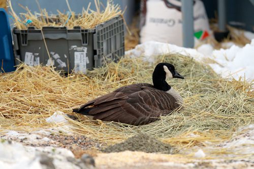 PHIL HOSSACK / WINNIPEG FREE PRESS - Room with amenities, SnowBirding isn't everything it's cracked up to be what with a steady supply of corn and other feed including fresh greens, an intermittent steam bath curtesy of a car wash, this goose decided to stay put this winter at a Shell Station on South Pembina Hwy. See story. January 14, 2019