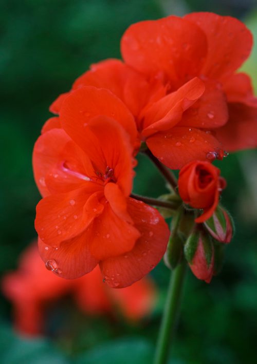 MIKE DEAL / WINNIPEG FREE PRESS
An Allure Tangerine Geranium flower in the Buller Greenhouse. 
In 2014 the new manager of the greenhouse, Dr. Carla Zelmer, decided that the Buller Greenhouse should be enjoyed by the wider U of M community. Up until then the greenhouse was only open to instructors and researchers of the Biological Sciences Department. Now the greenhouse is open to the public Monday to Friday from 9 a.m. until noon.
190118 - Friday, January 18, 2019.