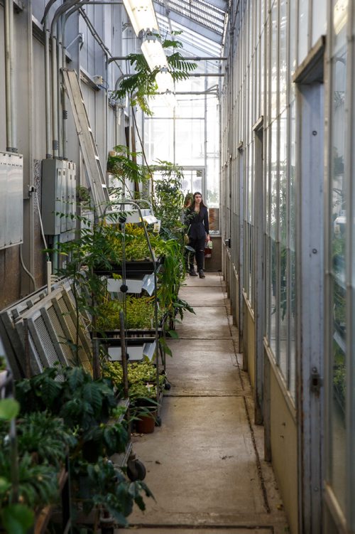 MIKE DEAL / WINNIPEG FREE PRESS
Carts line the narrow hallway full of plants that are being studied in the Buller Greenhouse. 
In 2014 the new manager of the greenhouse, Dr. Carla Zelmer, decided that the Buller Greenhouse should be enjoyed by the wider U of M community. Up until then the greenhouse was only open to instructors and researchers of the Biological Sciences Department. Now the greenhouse is open to the public Monday to Friday from 9 a.m. until noon.
190118 - Friday, January 18, 2019.