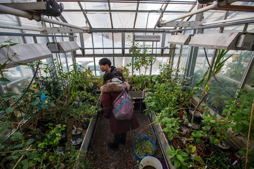 MIKE DEAL / WINNIPEG FREE PRESS
Students Tatsuya Nagayoshi and Sheena Oguri check out the Medicinal, Aromatic Herb and Vegetable room in the Buller Greenhouse. 
In 2014 the new manager of the greenhouse, Dr. Carla Zelmer, decided that the Buller Greenhouse should be enjoyed by the wider U of M community. Up until then the greenhouse was only open to instructors and researchers of the Biological Sciences Department. Now the greenhouse is open to the public Monday to Friday from 9 a.m. until noon.
190118 - Friday, January 18, 2019.