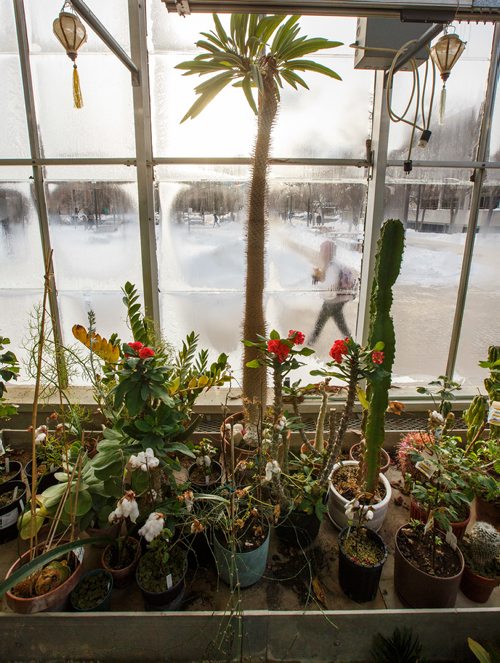 MIKE DEAL / WINNIPEG FREE PRESS
Students walk past the windows of the Buller Greenhouse. 
In 2014 the new manager of the greenhouse, Dr. Carla Zelmer, decided that the Buller Greenhouse should be enjoyed by the wider U of M community. Up until then the greenhouse was only open to instructors and researchers of the Biological Sciences Department. Now the greenhouse is open to the public Monday to Friday from 9 a.m. until noon.
190118 - Friday, January 18, 2019.
