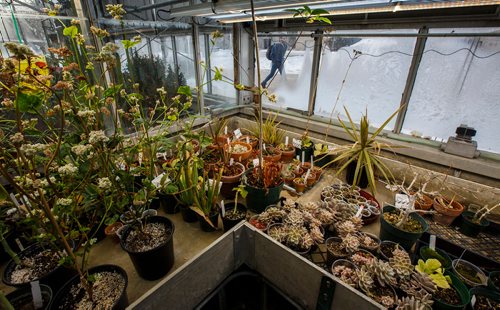 MIKE DEAL / WINNIPEG FREE PRESS
Students walk past a window with trays of succulents in the Buller Greenhouse. 
In 2014 the new manager of the greenhouse, Dr. Carla Zelmer, decided that the Buller Greenhouse should be enjoyed by the wider U of M community. Up until then the greenhouse was only open to instructors and researchers of the Biological Sciences Department. Now the greenhouse is open to the public Monday to Friday from 9 a.m. until noon.
190118 - Friday, January 18, 2019.
