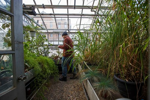 MIKE DEAL / WINNIPEG FREE PRESS
Student Jeremy Baker walks through the Subtropical Zone and Grasses room in the Buller Greenhouse. 
In 2014 the new manager of the greenhouse, Dr. Carla Zelmer, decided that the Buller Greenhouse should be enjoyed by the wider U of M community. Up until then the greenhouse was only open to instructors and researchers of the Biological Sciences Department. Now the greenhouse is open to the public Monday to Friday from 9 a.m. until noon.
190118 - Friday, January 18, 2019.